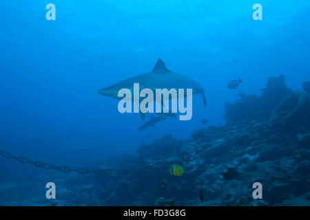 Silvertip Hai (Carcharhinus häufig) an das Bistro Tauchplatz in Fidschi. Stockfoto