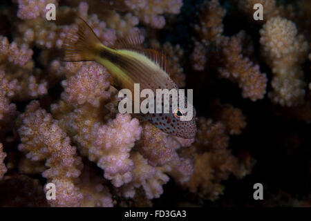 Freakled Hawkfish (Paracirrhites Forsteri) sitzt auf einige Acropora-Korallen auf einem fidschianischen Riff. Stockfoto