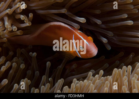 Rosa Anemonenfische in ihrer Host-Anenome, Fidschi. Stockfoto