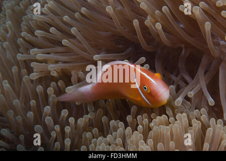 Rosa Anemonenfische in ihrer Host-Anenome, Fidschi. Stockfoto