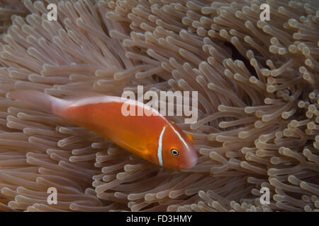 Rosa Anemonenfische in ihrer Host-Anenome, Fidschi. Stockfoto