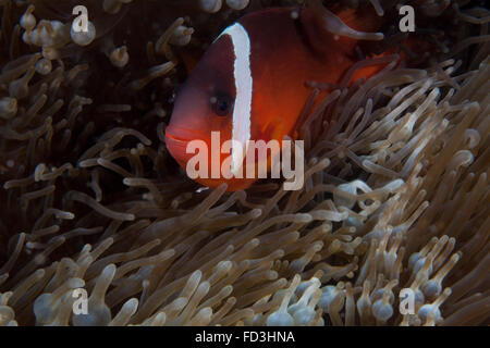 Tomaten-Clownfische in ihrer Host-Anenome, Fidschi. Stockfoto