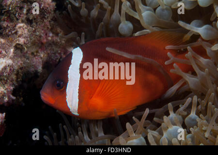 Tomaten-Clownfische in ihrer Host-Anenome, Fidschi. Stockfoto