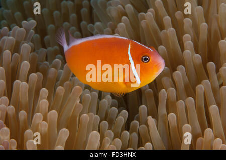 Rosa Anemonenfische in ihrer Host-Anenome, Fidschi. Stockfoto