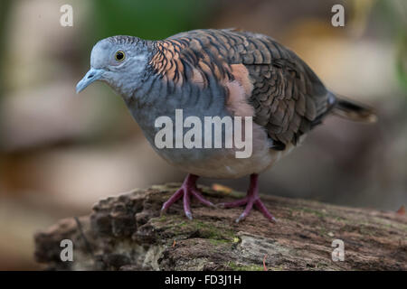 Bar-geschultert Taube (Geopelia Humeralis) stehend auf einem Baumstamm Stockfoto