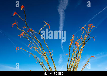 Fouquieria Splendens (Ocotillo) in Joshua Tree Nationalpark, Kalifornien Stockfoto