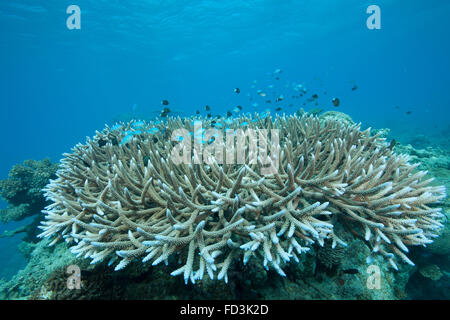 Steinkorallen (Acropora Acuminata), Beqa Lagoon, Fidschi-Inseln. Stockfoto