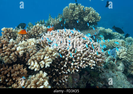 Steinkorallen (Acropora Nusata), Beqa Lagoon, Fidschi-Inseln. Stockfoto