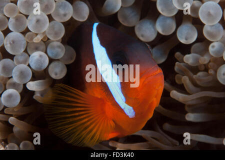 Tomaten-Clownfische in ihrer Host-Anenome, Fidschi. Stockfoto