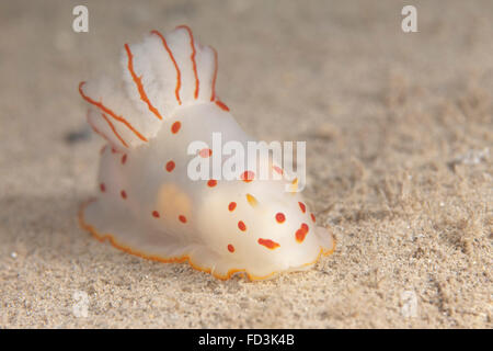 Gymnodoris Ceylonica Nacktschnecken, Beqa Lagoon, Fidschi. Stockfoto