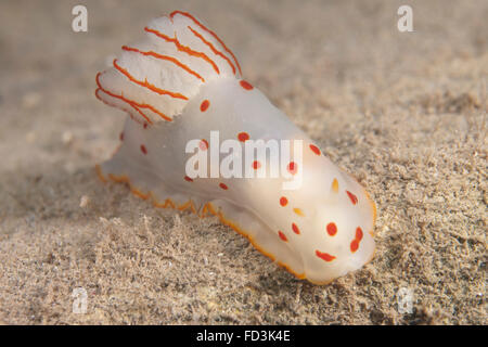 Gymnodoris Ceylonica Nacktschnecken, Beqa Lagoon, Fidschi. Stockfoto