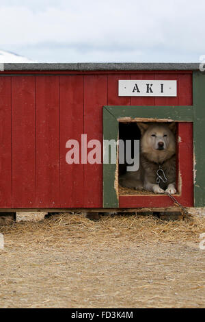 Svalbard, Bäreninsel aka Bjørnøya. Gebrauchshund in Hütte. Stockfoto