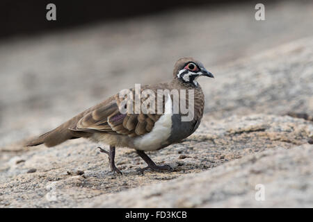 Hausbesetzer Taube (Geophaps Scripta) Stockfoto