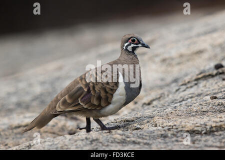 Hausbesetzer Taube (Geophaps Scripta) Stockfoto