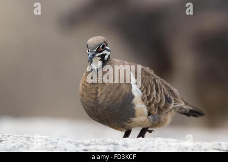 Hausbesetzer Taube (Geophaps Scripta) Stockfoto