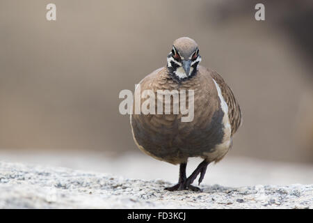 Hausbesetzer Taube (Geophaps Scripta) Stockfoto