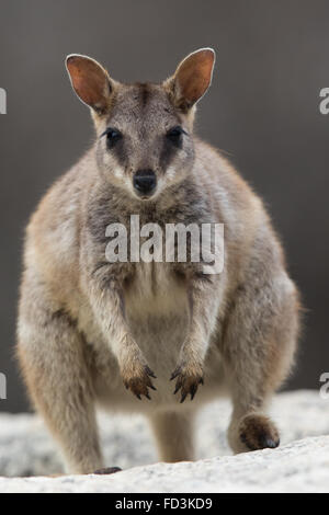 weibliche Mareeba Rock Wallaby (Petrogale Mareeba) Stockfoto