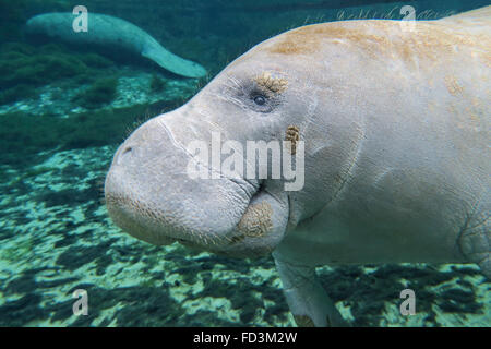 Ein close-up Kopfprofil einer Seekuh schwimmen in Fanning Springs State Park, Florida. Stockfoto