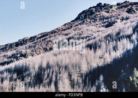 Weiße Kiefer Bäume auf einem Berg im Süden der Insel der schönen Neuseeland. Stockfoto