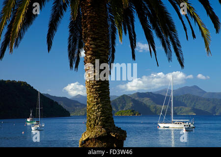 Palme und Boote vertäut im Hafen von Picton, Marlborough Sounds, Südinsel, Neuseeland Stockfoto