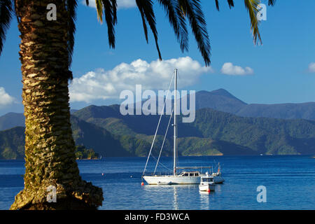 Palme und Boote vertäut im Hafen von Picton, Marlborough Sounds, Südinsel, Neuseeland Stockfoto