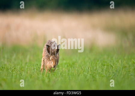 Wilde Feldhasen in einem Feld Stockfoto