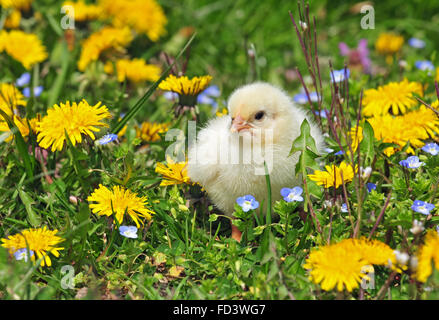 Junge Hühner auf einer Wiese Stockfoto