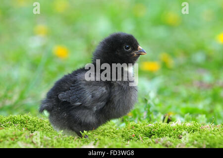 Junge schwarze Huhn im Rasen Stockfoto