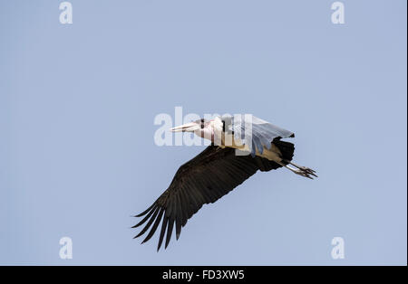 Eine fliegende Marabou Storch, ein ziemlich hässlich aussehende Vogel Stockfoto