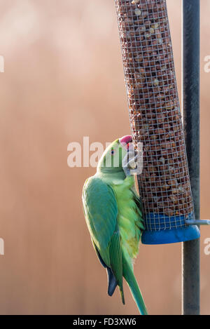 Ein Ring necked Parakeet Erdnuss Zubringer bei Fischer Green, Essex in Beschlag Stockfoto