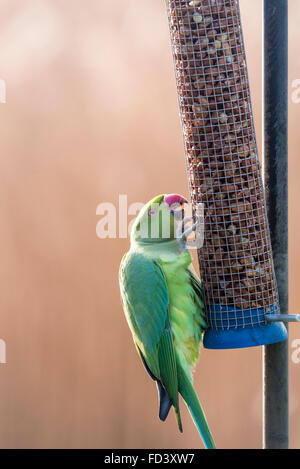 Ein Ring necked Parakeet Erdnuss Zubringer bei Fischer Green, Essex in Beschlag Stockfoto