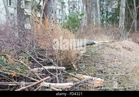 Alten trockenen Weihnachtsbaum auf Haufen von Wald in Schweden hinausgeworfen im März. Stockfoto