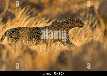 Backlit Afrika Leopard (Panthera Pardus Pardus) in den trockenen Busch Wäldern des Samburu National Park in der Abenddämmerung in Kenia, Afrika Stockfoto