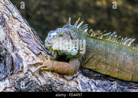 Nahaufnahme von einem männlichen grüner Leguan (Iguana Iguana) mit Stacheln und Wamme fotografiert im Parque de Las Iguanas, Guayaquil, Ecuador Stockfoto