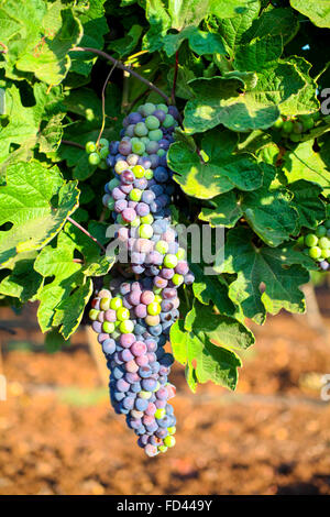 Ein Cluster aus roten Trauben an einer Rebe in einem Weinberg. Fotografiert in Galiläa, Israel Stockfoto