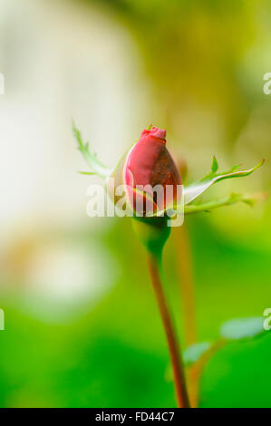 Perfekte rote Rose Knospe mit üppigen grünen Hintergrund Stockfoto
