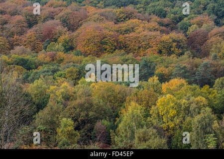 Herbstfarben oder Herbstfarben von Bäumen bei Devil's Punchbowl, Hindhead, Surrey, England, Großbritannien Stockfoto