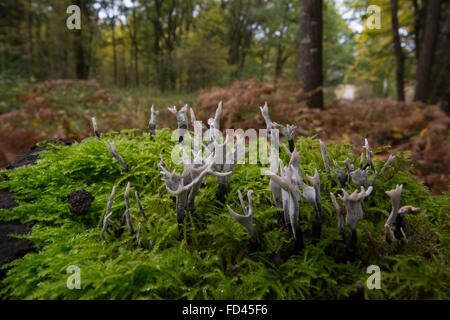 Candlesnuff Pilz Xylaria hypoxylon auf bemoosten Baumstumpf in England Großbritannien Stockfoto