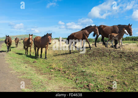 Chile, inländische Pferd, Osterinsel, Pferde auf der Straße Stockfoto