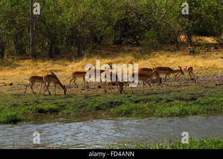 Impala sind tagaktiv, aktivsten kurz nach Sonnenaufgang und vor Sonnenuntergang. Sie verbringen die Nacht Fütterung und ausruhen. Zierliche Antilopen Stockfoto