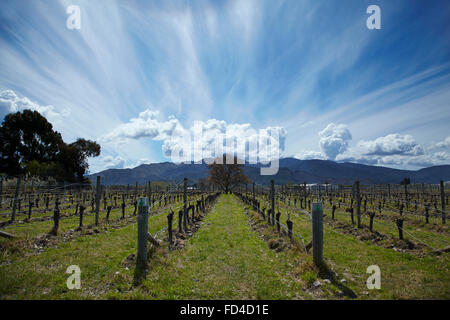 Huia Weinberge, Renwick, in der Nähe von Blenheim, Marlborough, Südinsel, Neuseeland Stockfoto