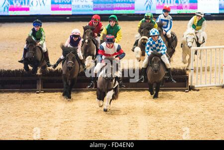 Liverpool International Horse Show heute (Mittwoch, 1. März 16). Das Shetland Grand National findet statt Stockfoto