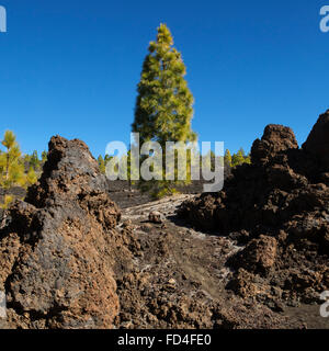 Kanarische Kiefern auf die Vulkanlandschaft des Teide Nationalpark auf Teneriffa, Spanien. Stockfoto