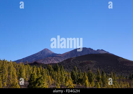 Teide und Pico Viejo ragen Bäume im Teide Nationalpark auf Teneriffa, Spanien. Stockfoto