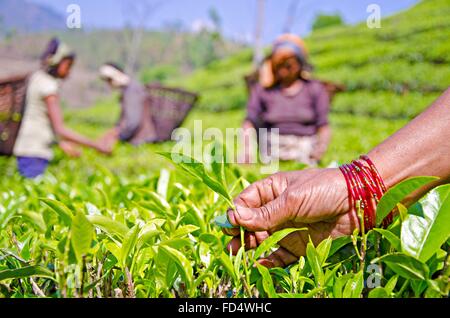 Arbeitnehmerinnen, die Zugehörigkeit zu der EcoTea Genossenschaft zupfen den Spülstoß des Bio-Tee auf einem Bauernhof 31. März 2013 in Illam, Nepal. Stockfoto