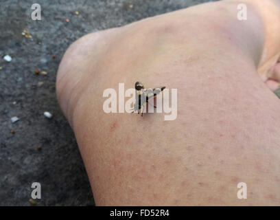 Dorsale Ansicht der gespreizten Deer Fly (Chrysops Caecutiens) etwa, der Fotograf Knöchel beißen Stockfoto