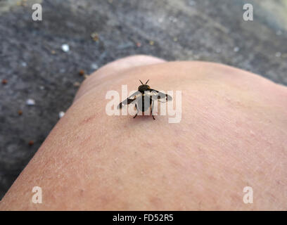 Rückansicht des gespreizten Deer Fly (Chrysops Caecutiens) auf den Fotografen Knöchel Stockfoto