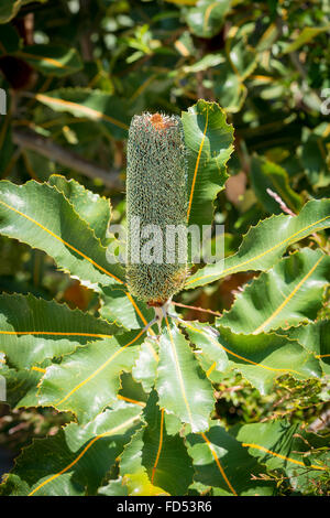 Banksia Robur oder Sumpf Banksia mit großen, grünen Blätter Stockfoto