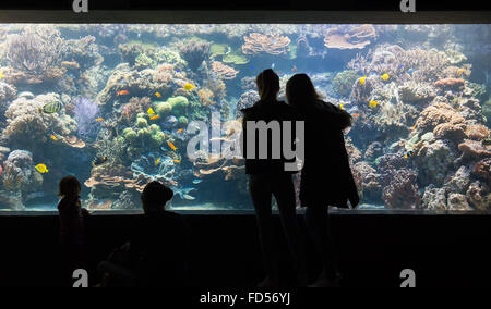 Hamburg, Deutschland. 21. Januar 2016. Besucher untersuchen Korallen und Fische in einem Aquarium im Tierpark Hagenbeck in Hamburg, Deutschland, 21. Januar 2016. Foto: Lukas Schulze/Dpa/Alamy Live News Stockfoto