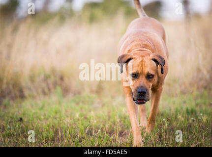 Boerboel Hund oder südafrikanischen Mastiff zu Fuß durch Rasen Stockfoto